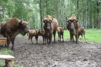 В Окском заповеднике плодятся зубры